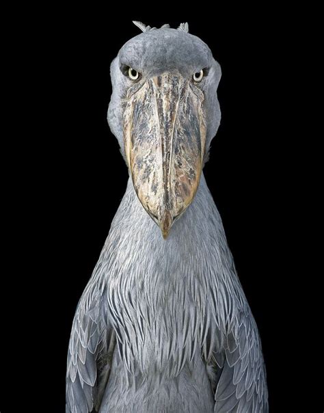 25 Portraits Of Rare And Endangered Birds That Look Simply Stunning ...