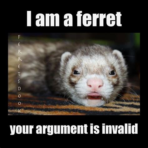 #ferrets #cute #animals #ferret #funny #for kids #forever #awesome #home #love #Dudley #Ferrets ...