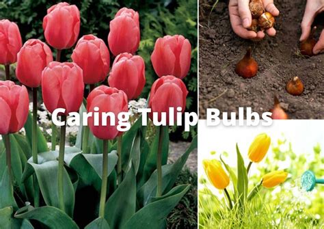 How to Grow and Care for Tulip Bulbs - Gardening News Paper