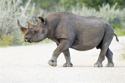 1200px-Diceros_bicornis_-_profile_-_Etosha_2014 - Vedome