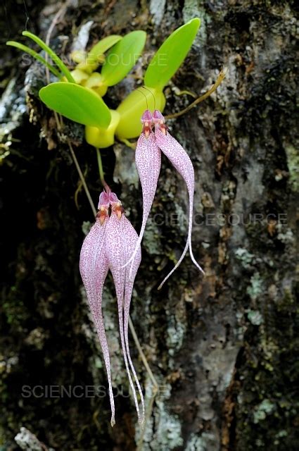 Rainforest Orchids