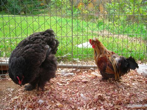 Our Chicken Story | BackYard Chickens