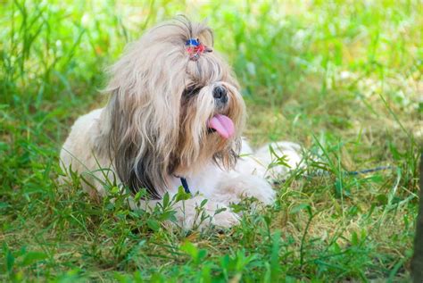 Teacup Shih Tzu: The Ultimate Guide to This Tiny Fluffy Dog