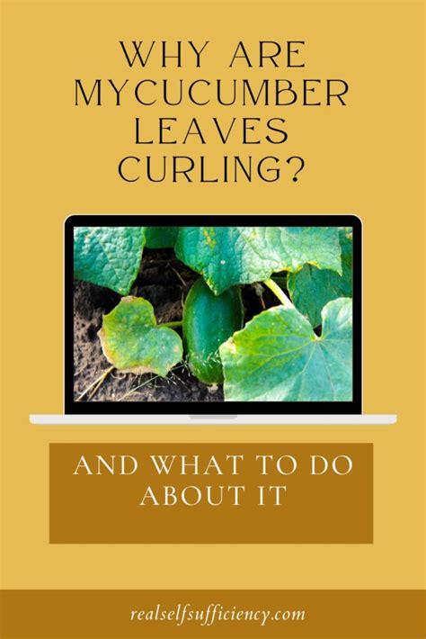 Why Are My Cucumber Leaves Curling? And What to do About It - Real Self-Sufficiency