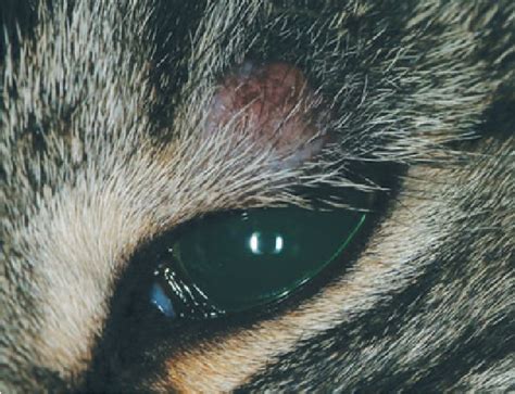 cutaneous melanoma in cats - Cheryle Arriaga