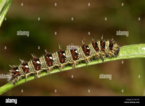 American Painted Lady Caterpillar Stock Photo - Alamy