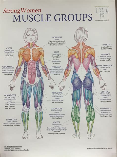 Pin by Laura Cundy Anderson on Workouts & Fitness | Body muscle anatomy ...