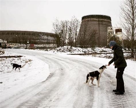 Hundreds Of Dogs Created Their Own Community After Chernobyl And You Can Adopt One - Goodfullness