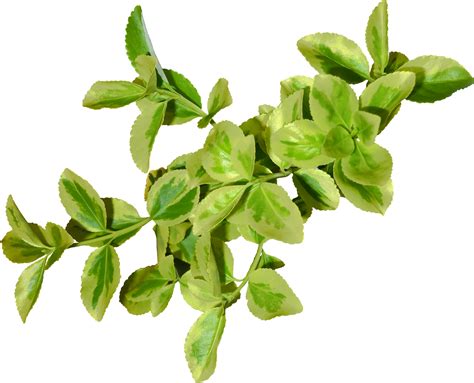 Green Leaves PNG Transparent Images | PNG All