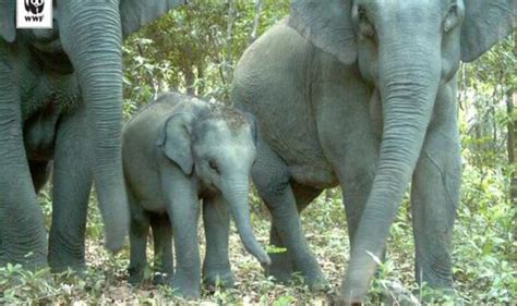 Endangered animals are under threat of extinction in Cambodia | Nature | News | Express.co.uk