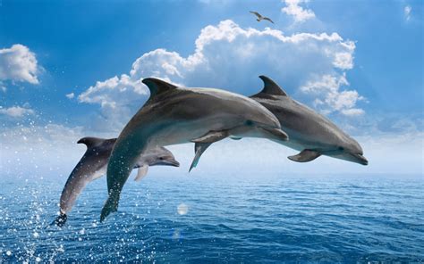 Sea Dolphins characteristics & classification. Information about types ...