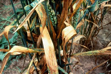 Septoria Leaf Blotch of Wheat - Field Crop Diseases Victoria | Field Crop Diseases Victoria