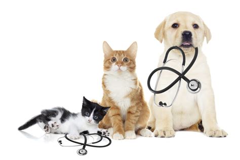 Veterinary Medicine Market Analysis » Insights | Stoelzle