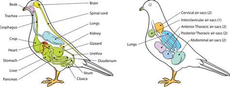 5,376 Anatomy Birds Images, Stock Photos, 3D objects, & Vectors ...