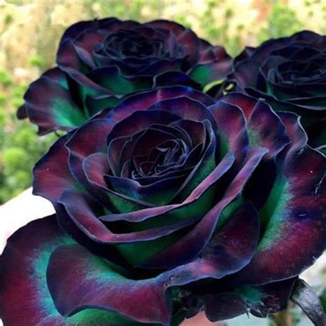 Black-rainbow rose. It is considered one of the rarest roses and only ...