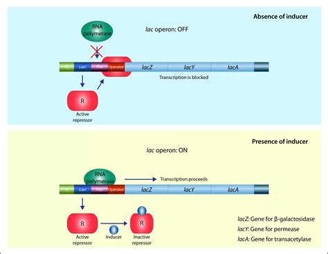 45+ Lac Operon Diagram - ErynMarkuss