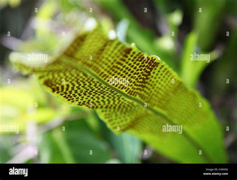 spores underneath a fern leaf Stock Photo - Alamy