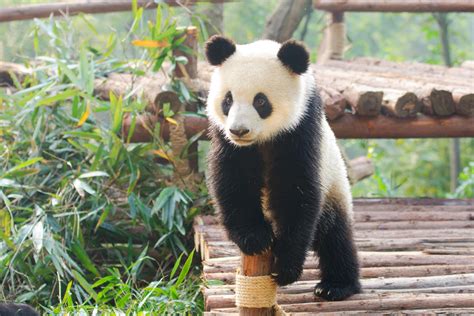 How to Visit Pandas in Chengdu, China