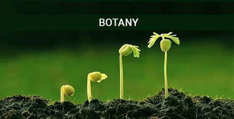 Botany Courses Details: Syllabus, Eligibility, Career - CoursesXpert