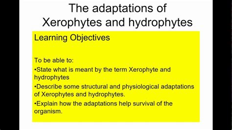 A level Biology: Xerophytes and hydrophytes - YouTube