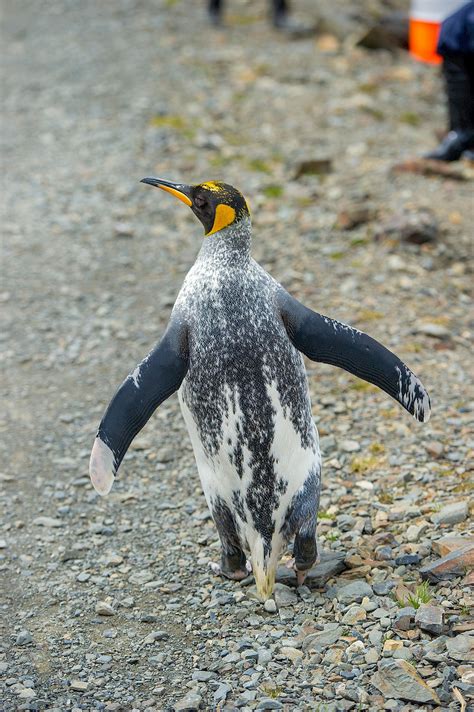 Unusual penguins – Australian Antarctic Program