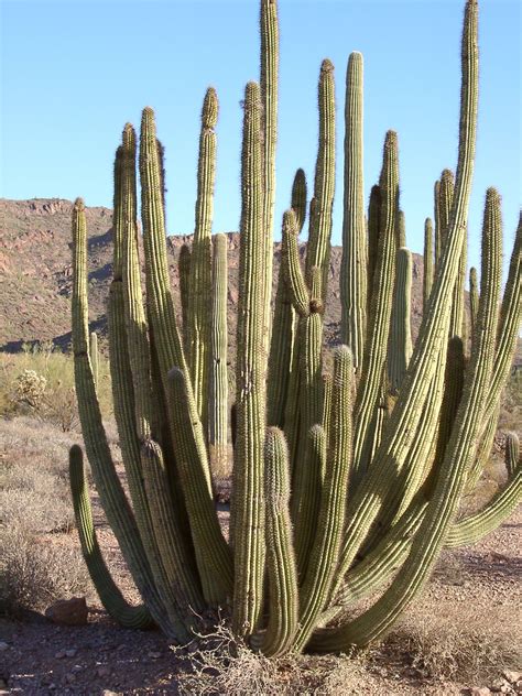 Organ-pipe cactus | Description, Distribution, & Facts | Britannica