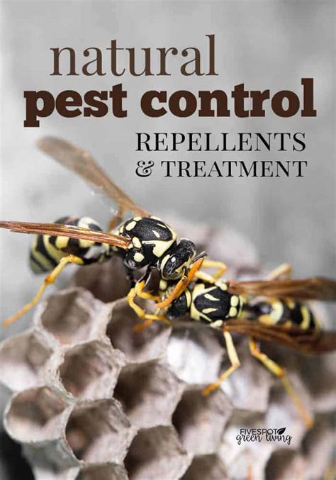 Natural Pest Control for Your Home - Five Spot Green Living