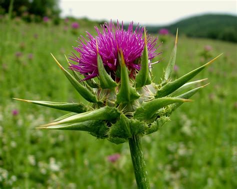 Milk Thistle (Silybum marianum) - Tualatin Soil and Water Conservation ...