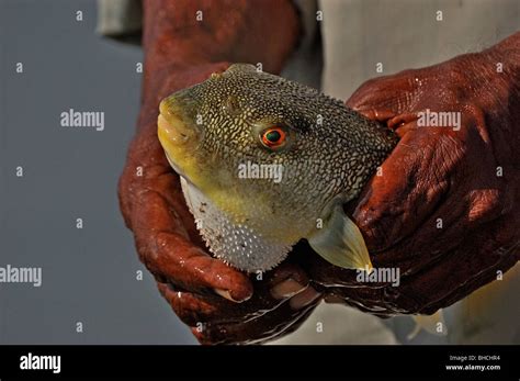 porcupine puffer fish Stock Photo - Alamy