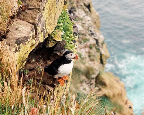 Puffin Iceland Bird - Free photo on Pixabay - Pixabay