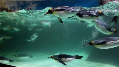 Penguins at Melbourne Aquarium - YouTube