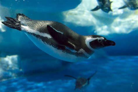 Emperor Penguin Underwater Stock Photos, Pictures & Royalty-Free Images ...