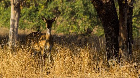 Best Maharashtra Wildlife Sanctuaries & National Parks