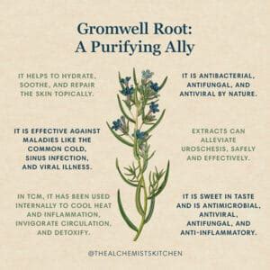 Gromwell Root: A Natural Anti-Viral Ally - The Alchemist's Kitchen