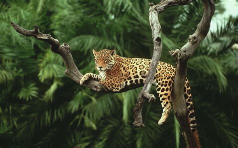 Leopard Animal Wallpapers