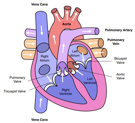 Parts Of The Heart And Their Functions