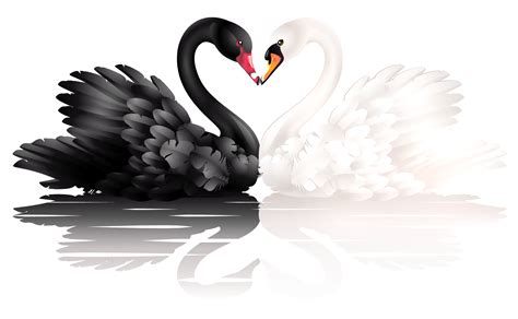 Black and white swan PNG