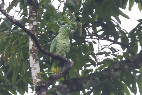 Southern Mealy Amazon / Parrot - Amazona farinosa