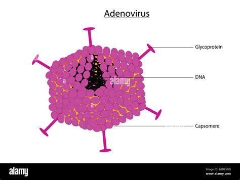 Biological illustration of adenovirus, typical and basic anatomy of ...