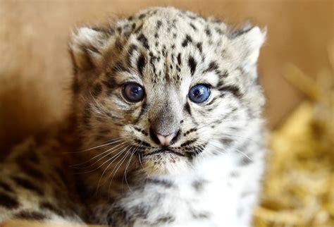 Our Snow leopard cub needs a name! - The Big Cat Sanctuary