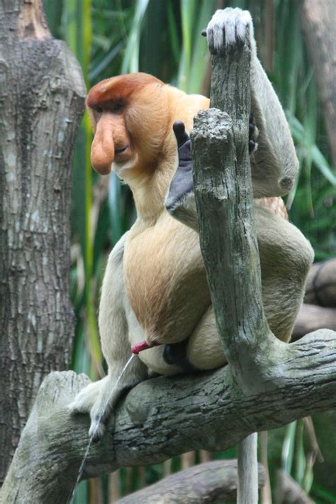 Proboscis monkey having a pee, Singapore Zoo | He was sittin… | Flickr