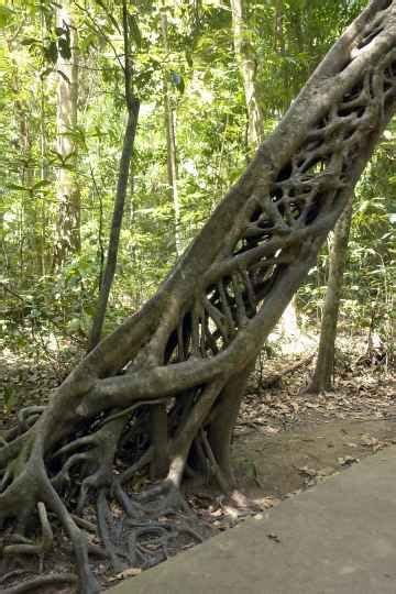 Strangler fig tree | Far North Queensland | Australia | Weird trees, Magical tree, Nature tree