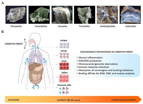 Crocidolite Asbestos