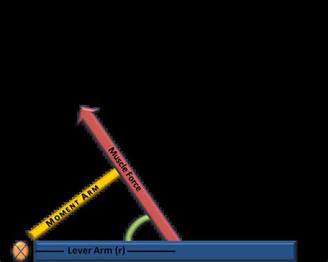 Basic Biomechanics: Moment Arm & Torque
