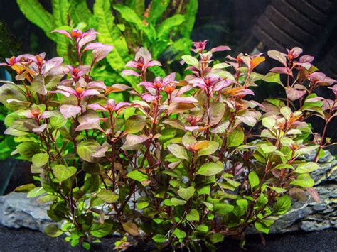 Mini Super Red Ludwigia (Ludwigia sp. "Mini Super Red") - Aquatic Arts on sale today for $ 5.99