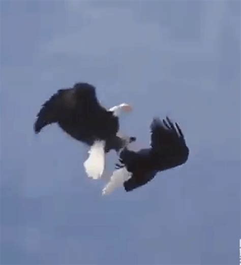 Bald Eagle Acrobatics| 'Nature's circus': Two bald eagles indulge in 'aerial acrobatics,' viral ...
