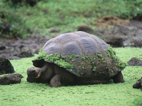 Giant Tortoise | Species | WWF