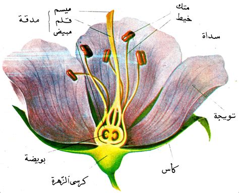 علم الاحياء: التكاثر عند النبات