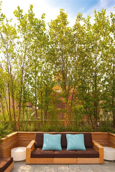 Deciduous (?) plants used as screen | Backyard privacy, Privacy ...