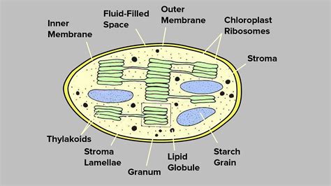 Explain the structure of chloroplast.